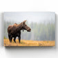 Fall Moose