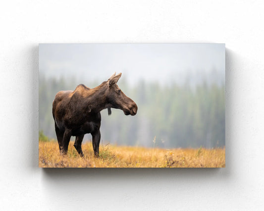 Fall Moose