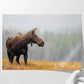 Fall Moose