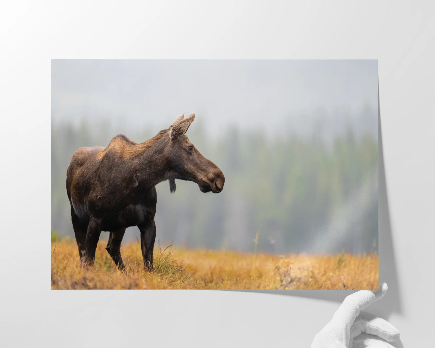Fall Moose