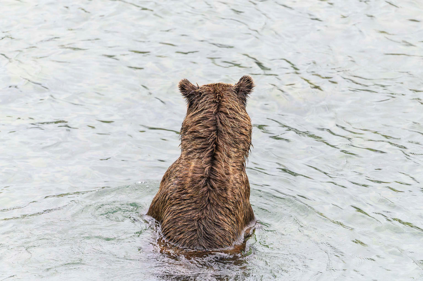 Fishing Bear