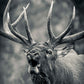 Forest Song