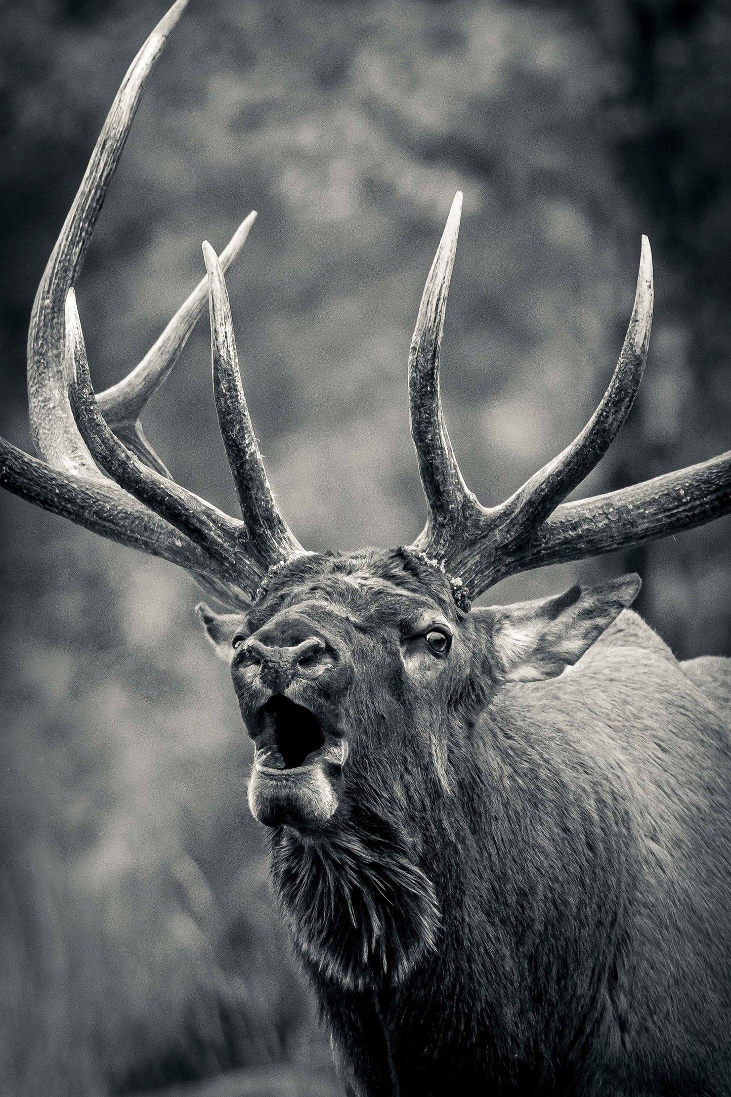 Forest Song