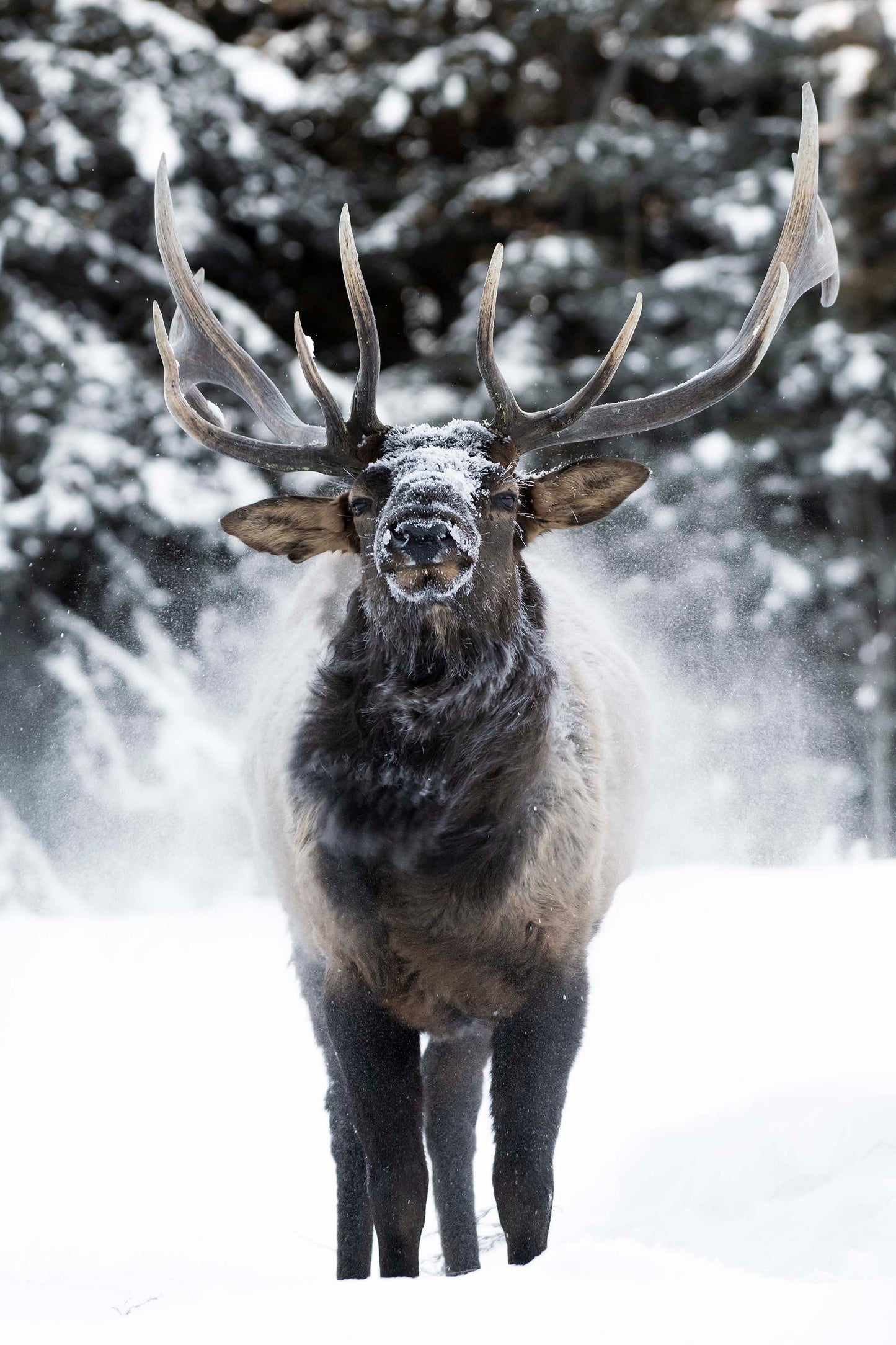 Frosty Shake