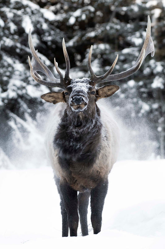 Frosty Shake