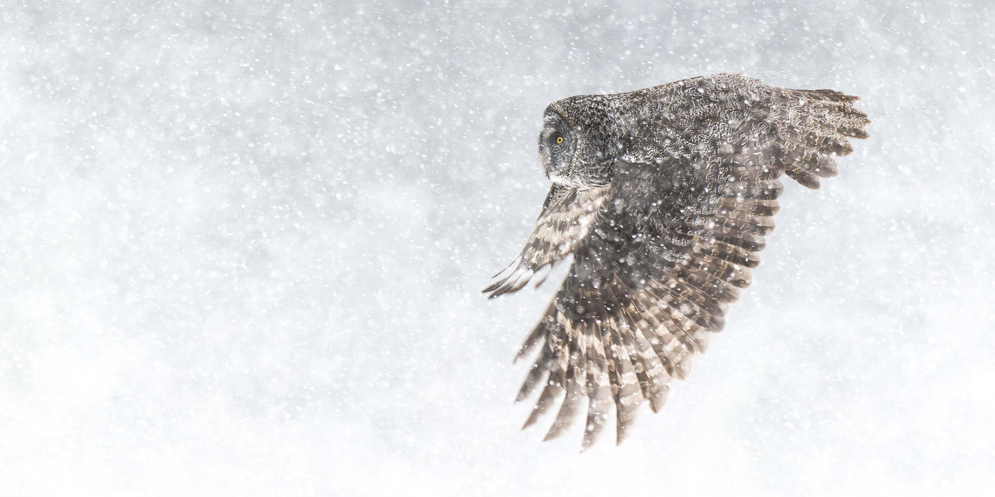 Owl flying in the snow with wings spread