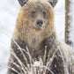 Goldilocks 2