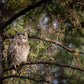 Great Horned Owl