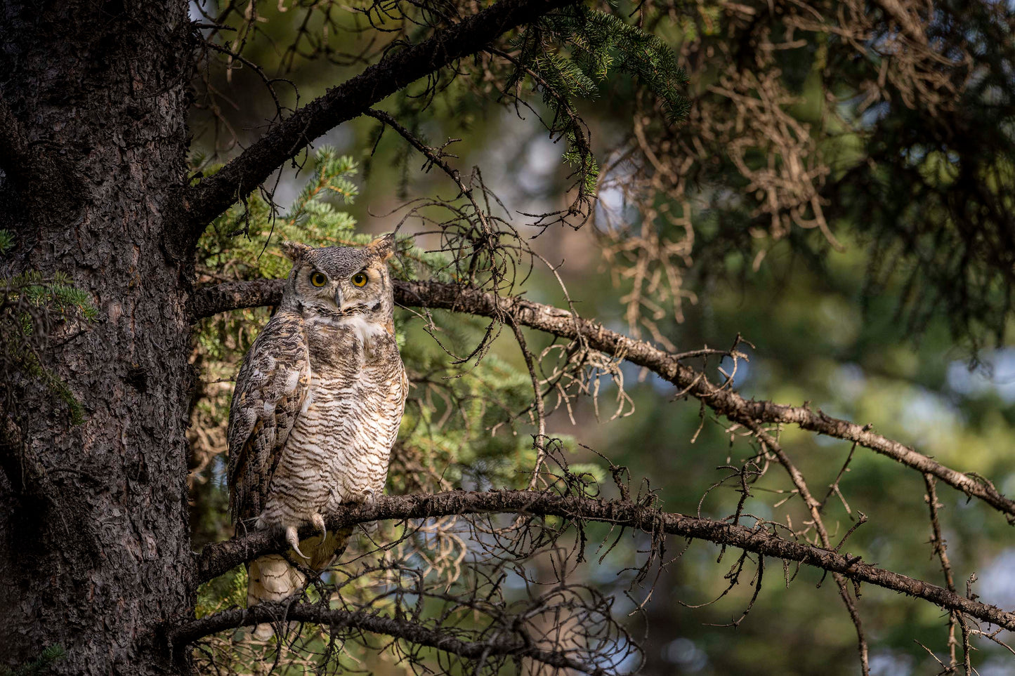 Great Horned Owl