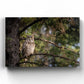 Great Horned Owl