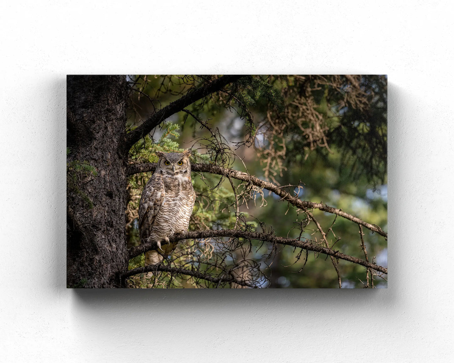 Great Horned Owl