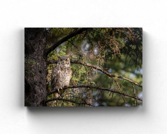 Great Horned Owl