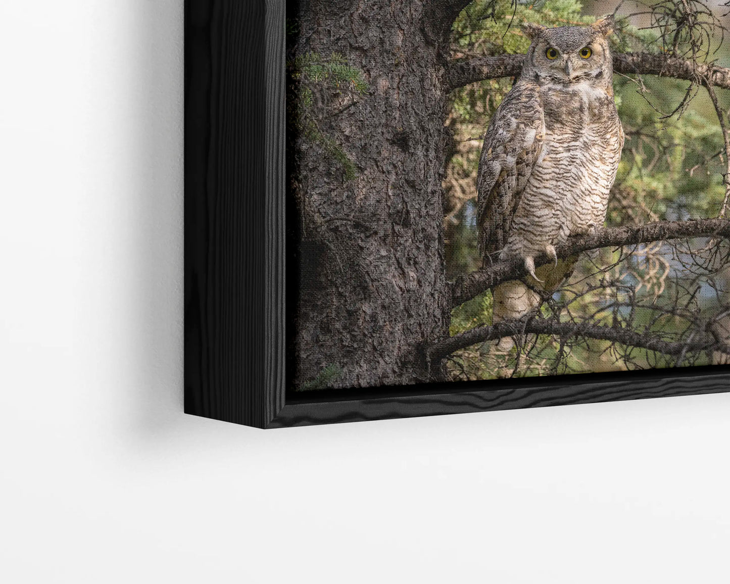 Great Horned Owl
