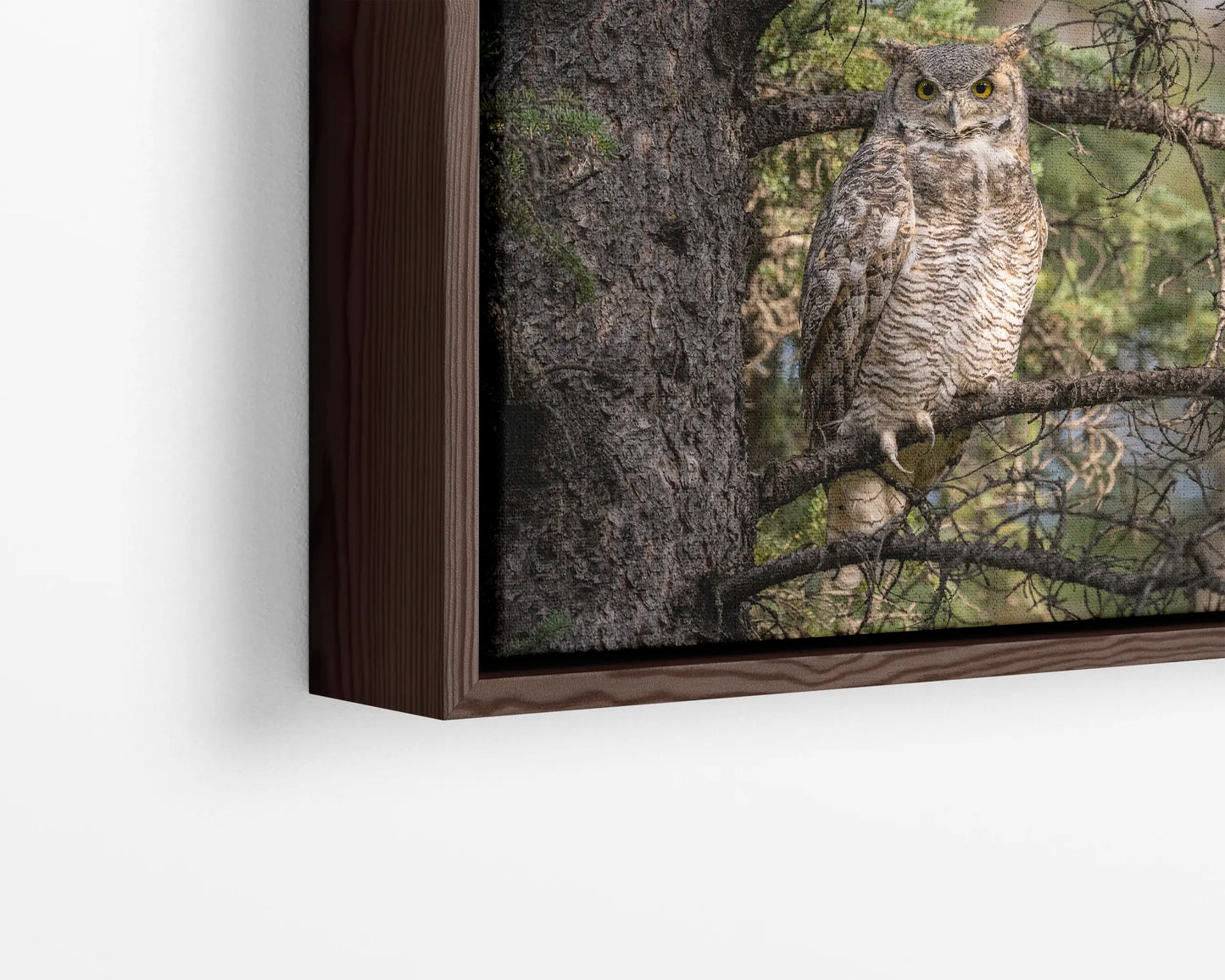 Great Horned Owl