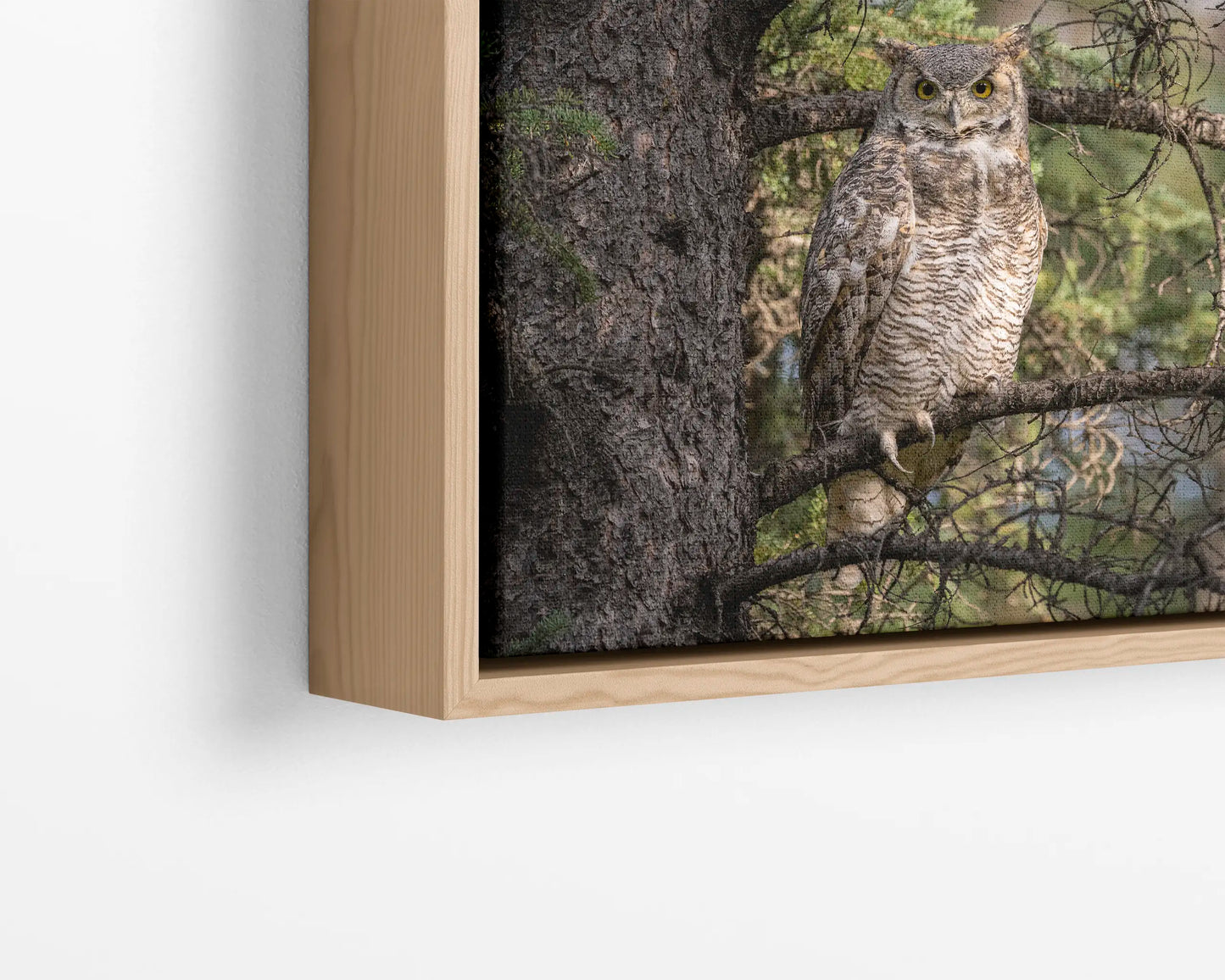 Great Horned Owl