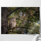 Great Horned Owl