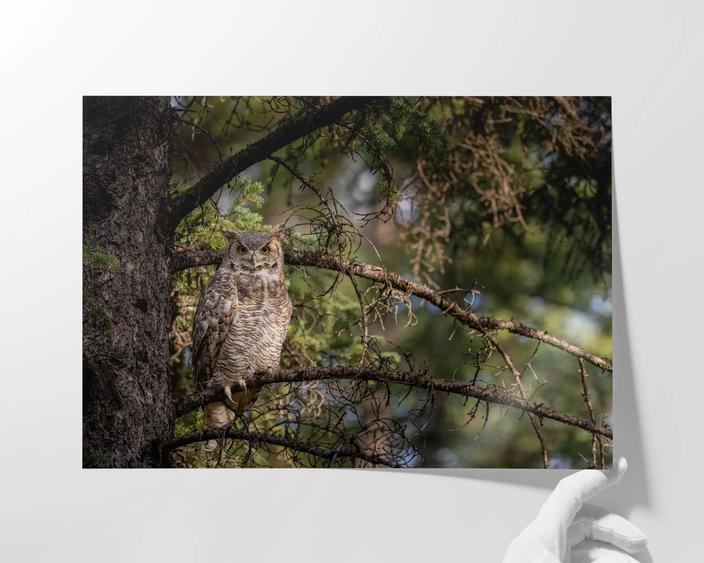 Great Horned Owl