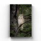 Great Horned Owl Portrait