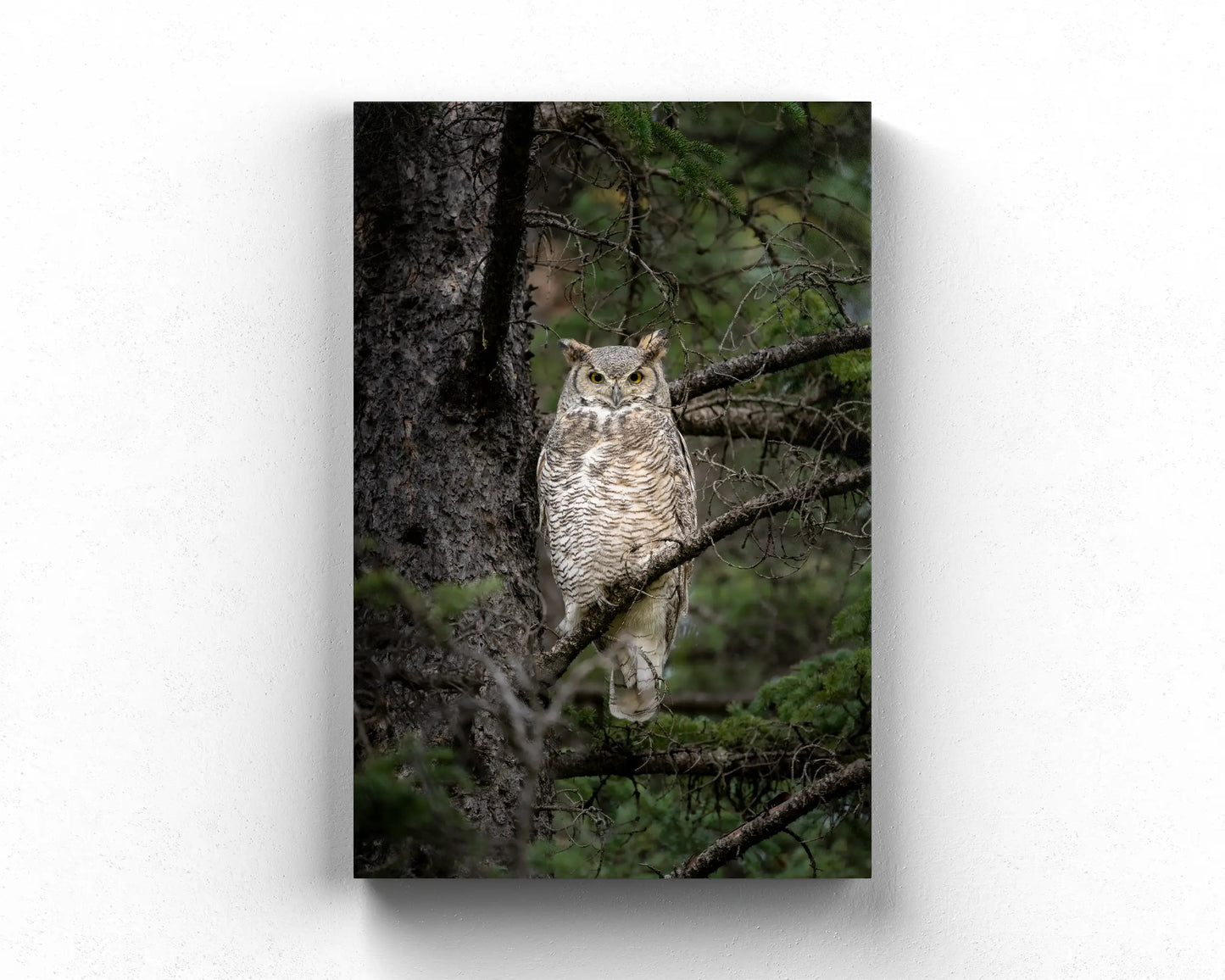 Great Horned Owl Portrait