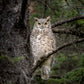 Great Horned Owl Portrait
