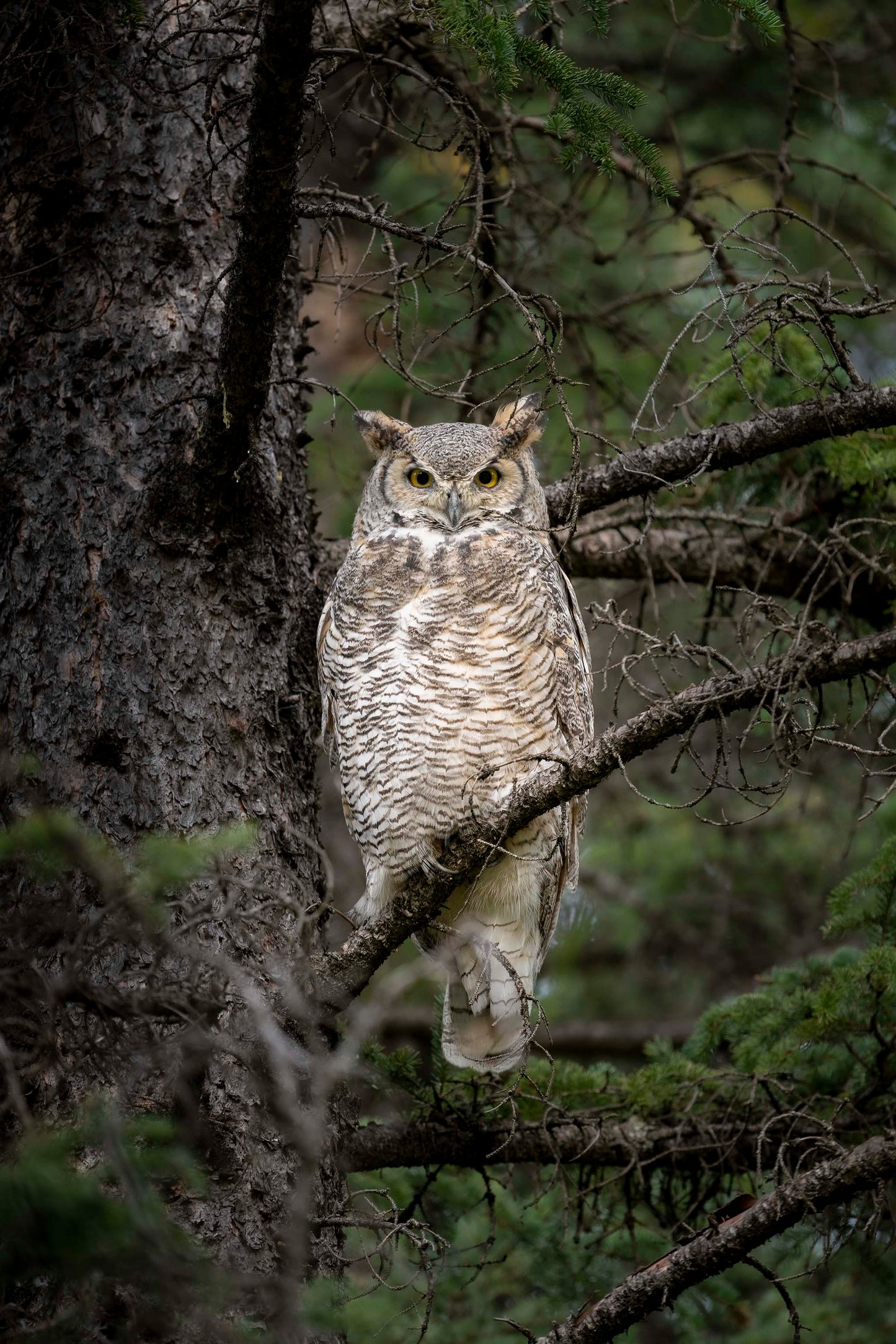 Great Horned Owl Portrait
