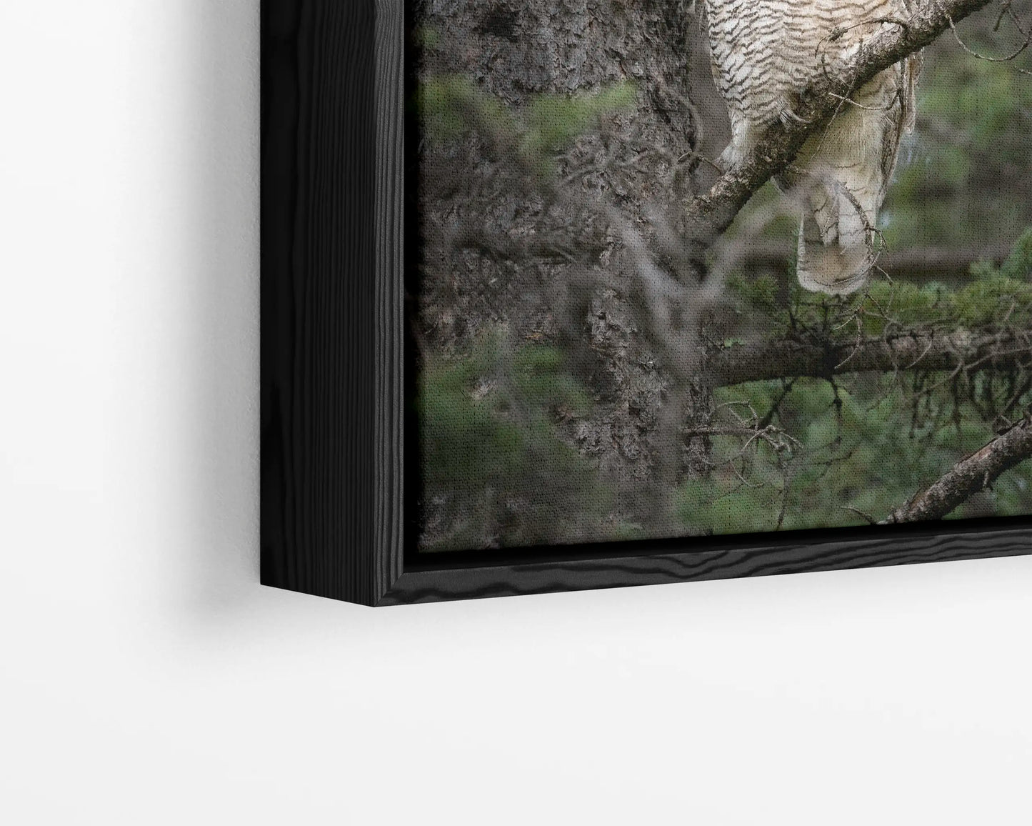 Great Horned Owl Portrait