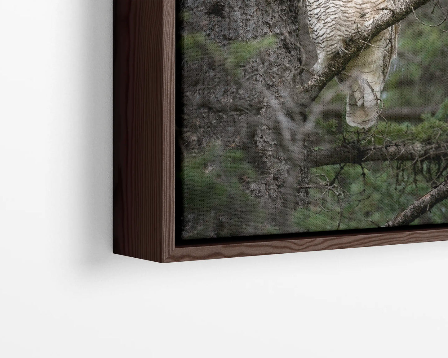 Great Horned Owl Portrait