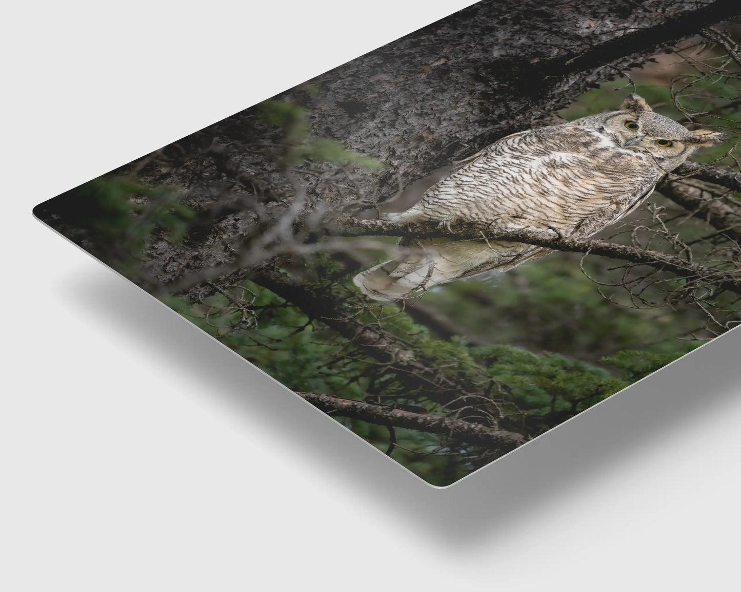 Great Horned Owl Portrait