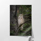 Great Horned Owl Portrait
