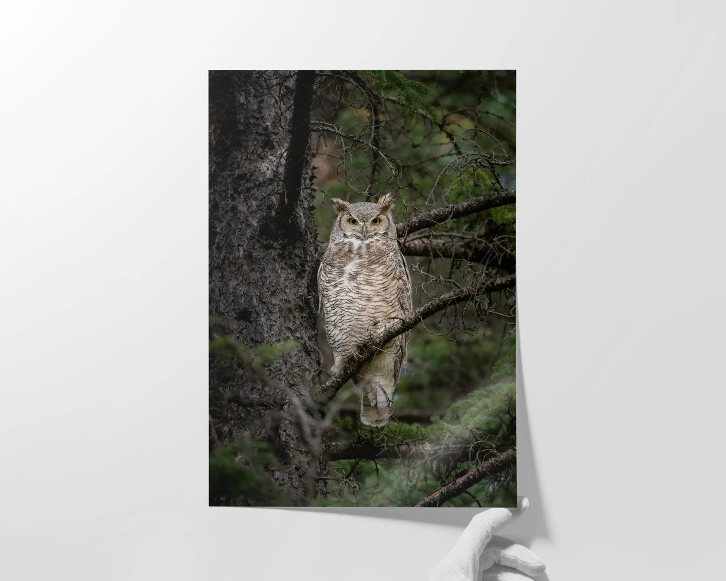Great Horned Owl Portrait