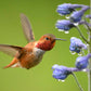 Rufous Hummingbird