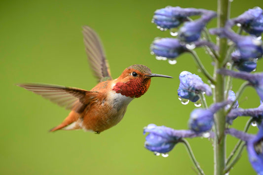 Rufous Hummingbird