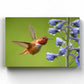 Rufous Hummingbird