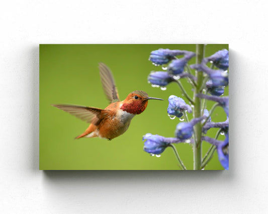 Rufous Hummingbird