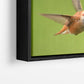 Rufous Hummingbird