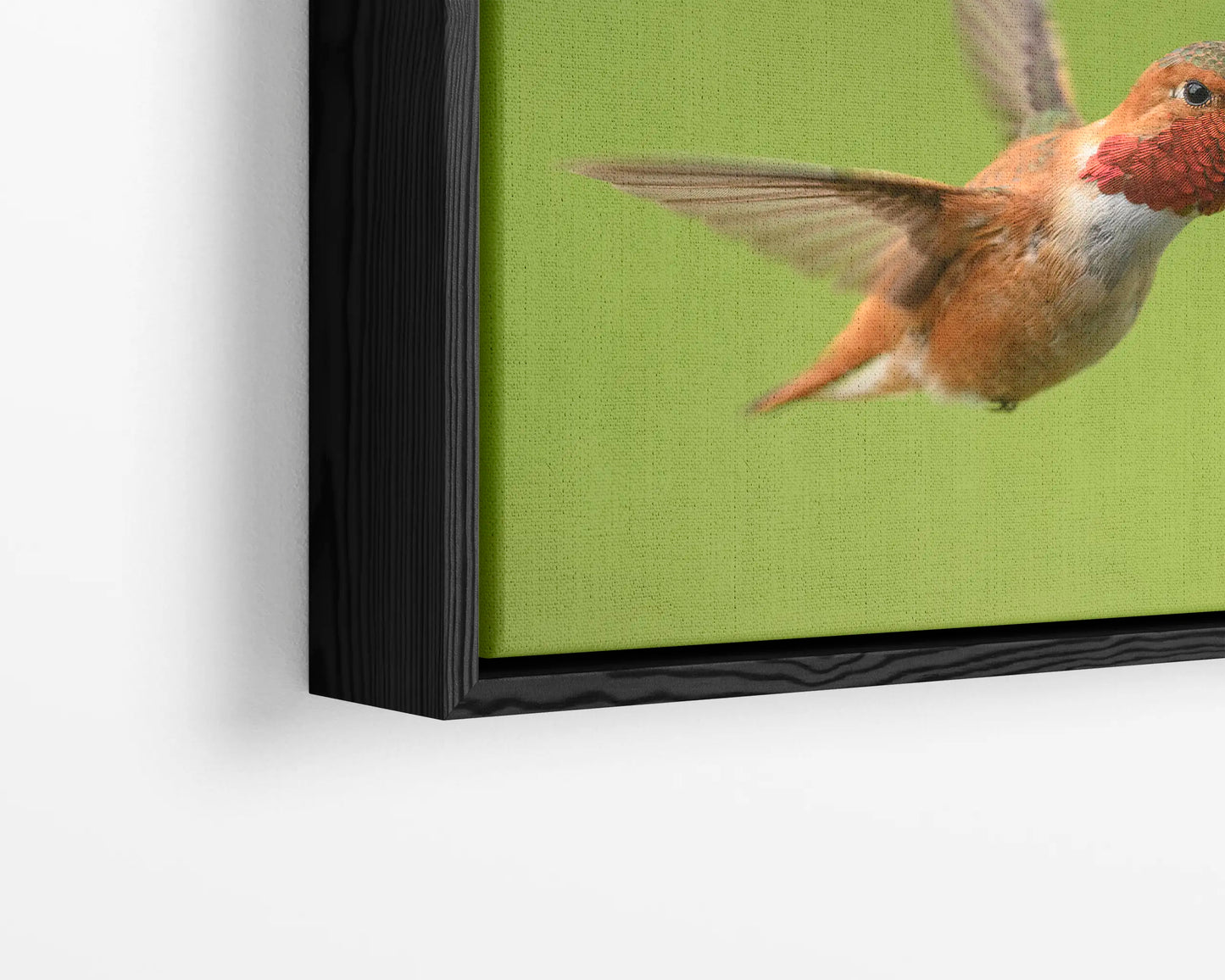 Rufous Hummingbird