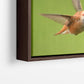 Rufous Hummingbird