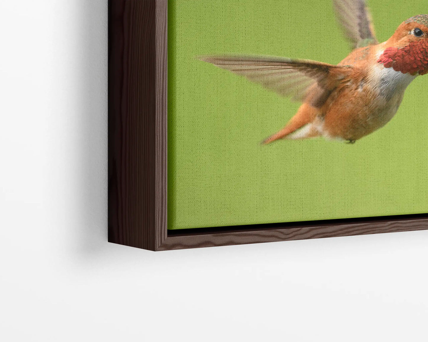 Rufous Hummingbird