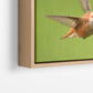 Rufous Hummingbird