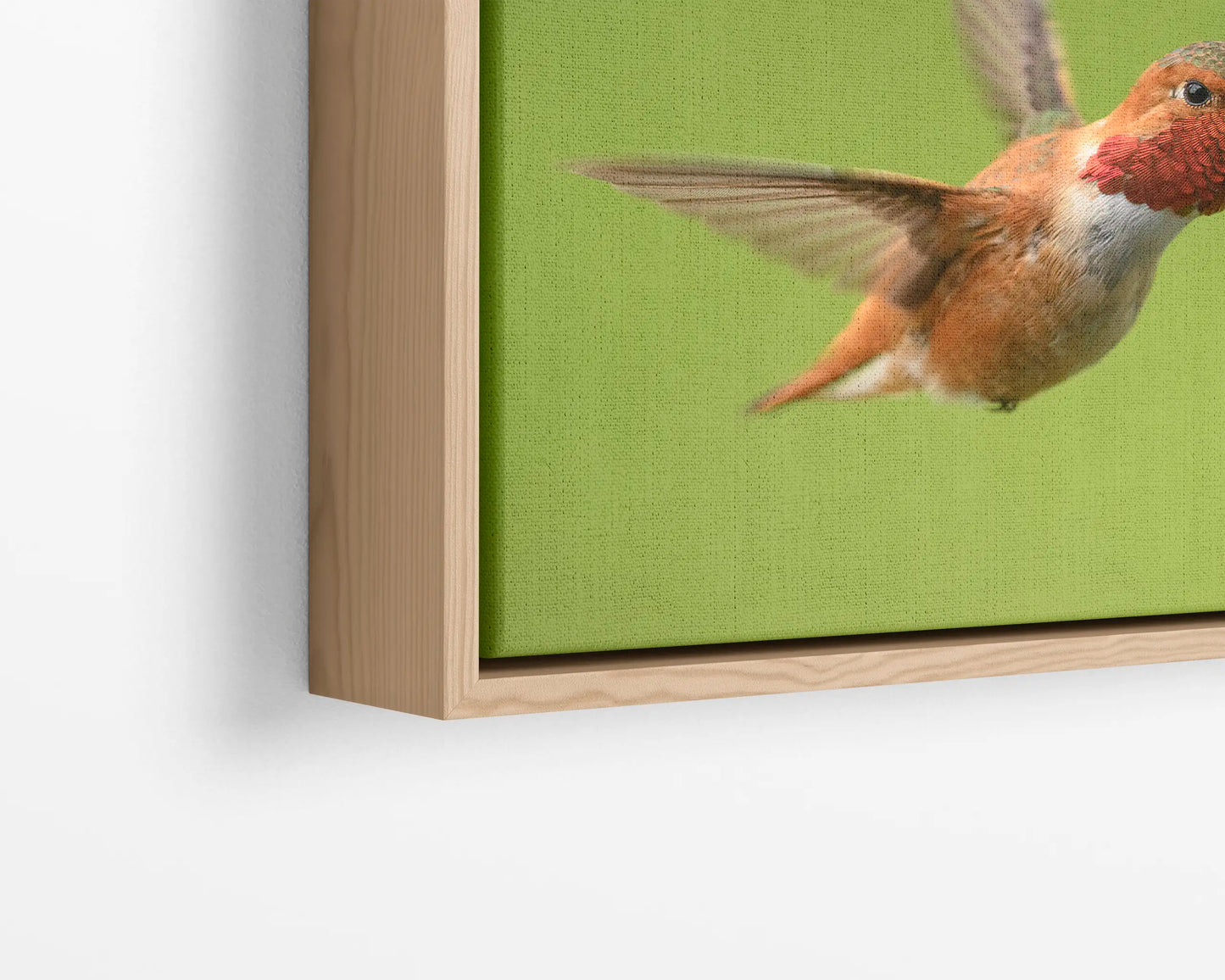 Rufous Hummingbird