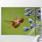 Rufous Hummingbird