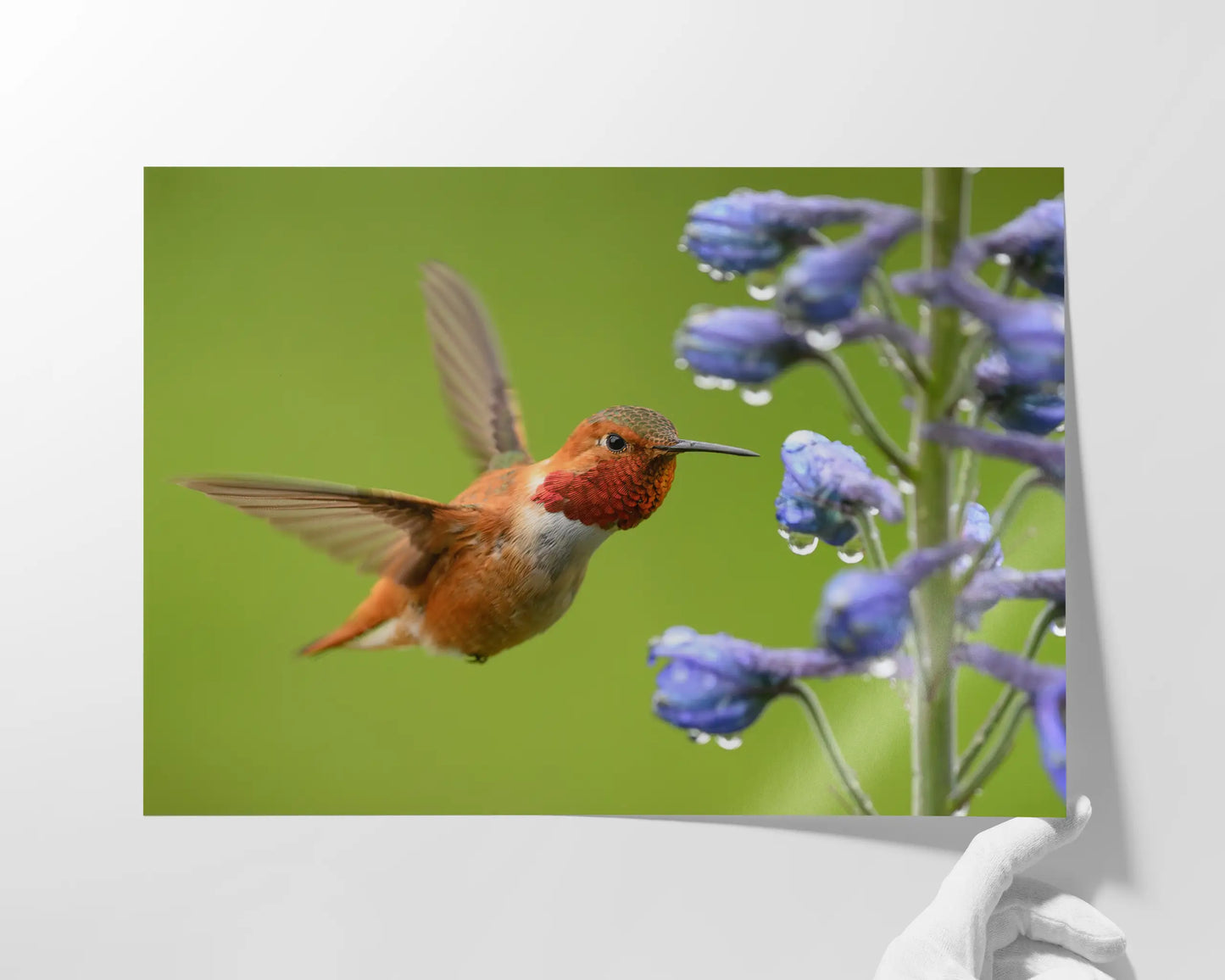 Rufous Hummingbird