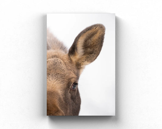 Mama Moose