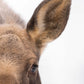 Mama Moose