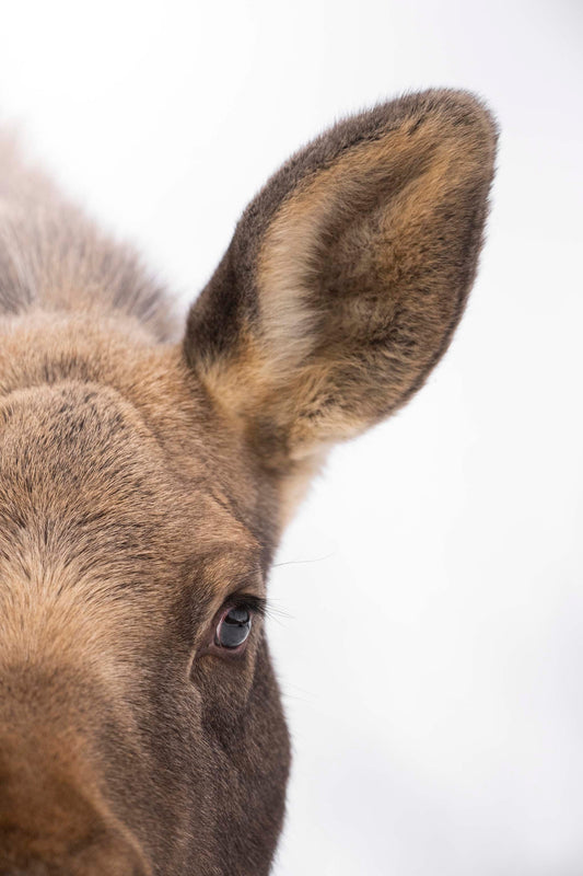 Mama Moose