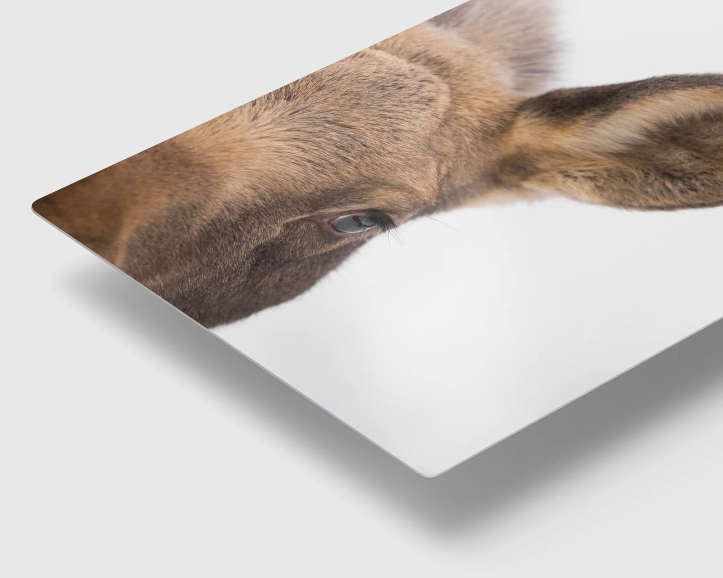 Mama Moose