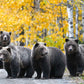 Millenial Bears