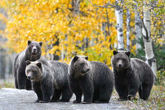 Millenial Bears