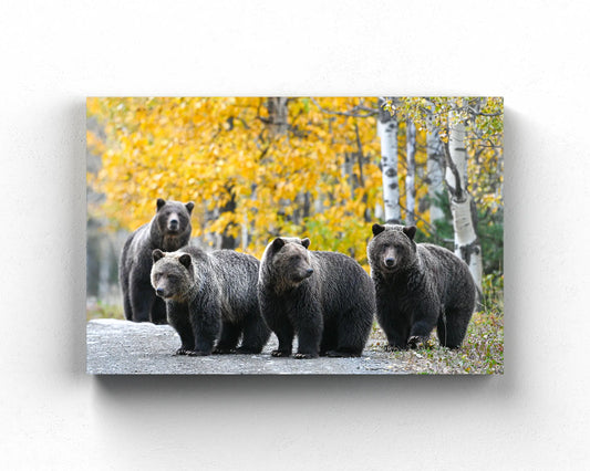 Millenial Bears