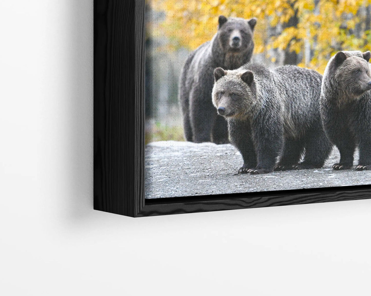 Millenial Bears